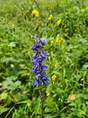 Delphinium schmalhausenii