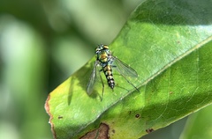 Condylostylus caudatus