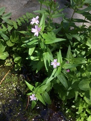 Epilobium glandulosum