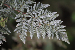 Cheilanthes leucopoda