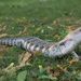Northern Blue-tongued Skink - Photo (c) Bento_Box, some rights reserved (CC BY-NC)