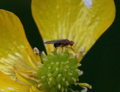 Lordiphosa fenestrarum
