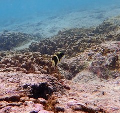 Thalassoma nigrofasciatum