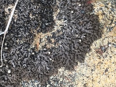 Montanelia sorediata