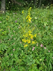 Verbascum wilhelmsianum