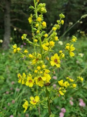 Verbascum wilhelmsianum