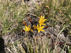 Bloomeria humilis