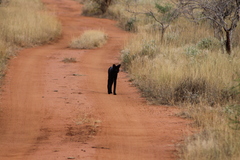 Leptailurus serval