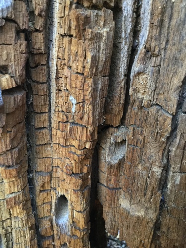 iNaturalist observation photo of Mushrooms, Bracket Fungi, Puffballs, and Allies