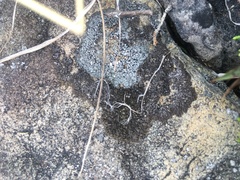 Montanelia sorediata