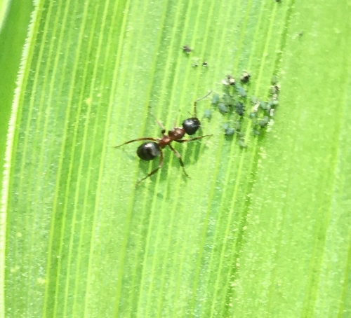 iNaturalist observation photo of Aphis