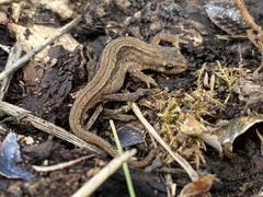 Lissotriton vulgaris