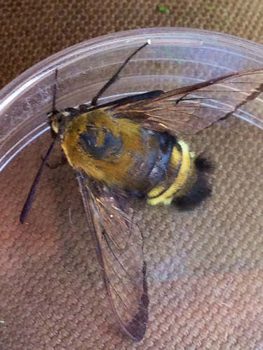 iNaturalist observation photo of Rocky Mountain Clearwing
