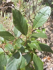 Lyonia mariana