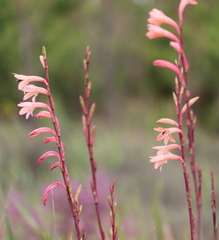 Watsonia knysnana