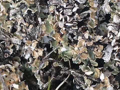 Cladonia symphycarpa
