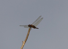 Tramea darwini
