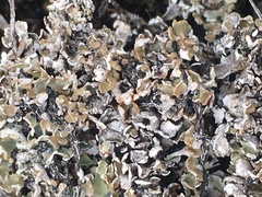 Cladonia symphycarpa