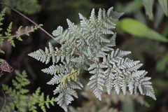 Cheilanthes leucopoda