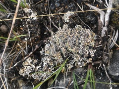 Cladonia symphycarpa