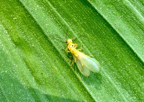 iNaturalist observation photo of Alas trenzadas