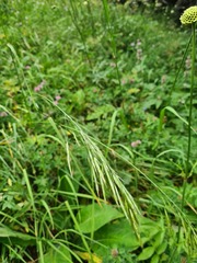 Lolium giganteum
