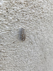 Melitaea didyma