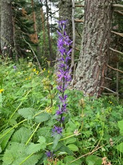 Asyneuma campanuloides