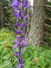 Asyneuma campanuloides