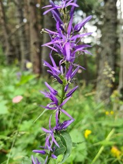 Asyneuma campanuloides