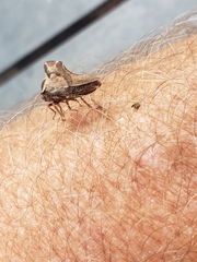 Telamona ampelopsidis