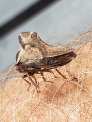 Telamona ampelopsidis