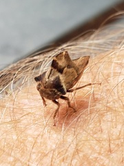 Telamona ampelopsidis