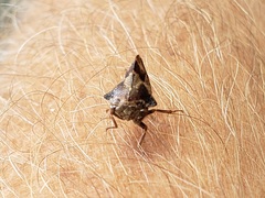 Telamona ampelopsidis