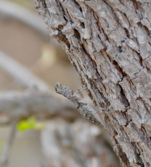 Nothogalepsus planivertex