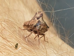 Telamona ampelopsidis