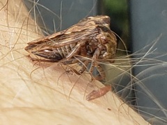Telamona ampelopsidis