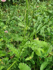 Carduus adpressus