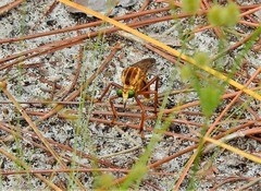 Diogmites crudelis