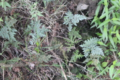 Cheilanthes leucopoda