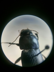 Harpalus dimidiatus