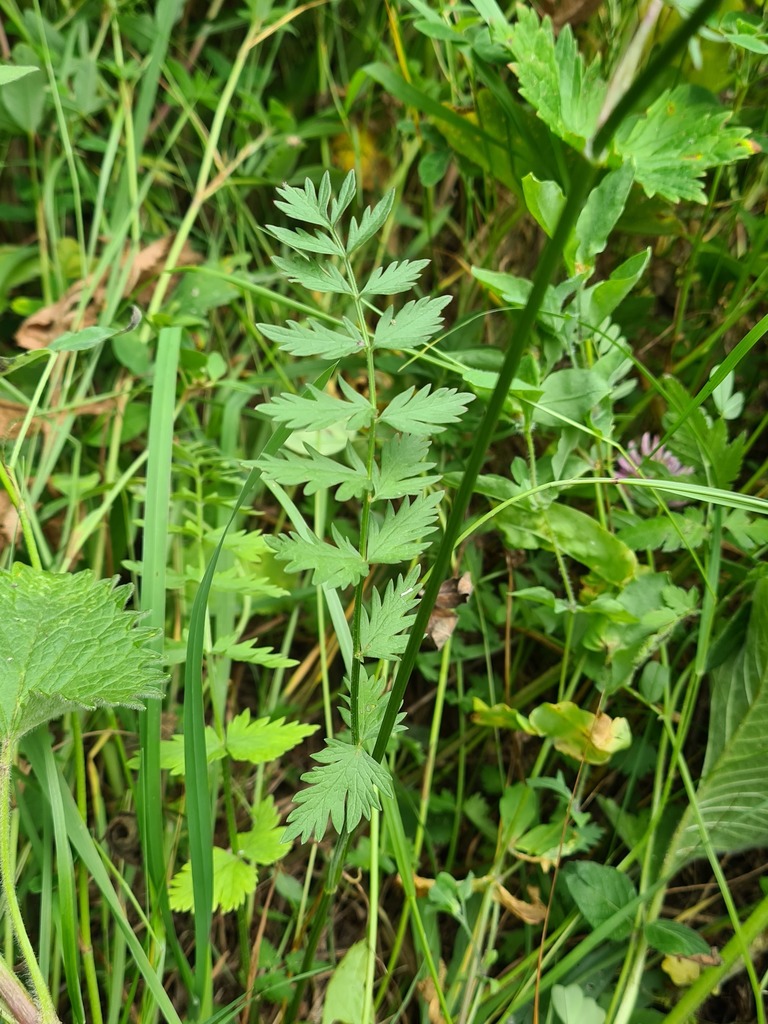 Pimpinella Rhodantha Botanical Realm pimpinella-rhodantha-botanical-realm