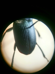 Harpalus dimidiatus