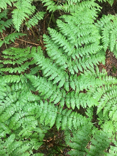 Lillian Brook Trail