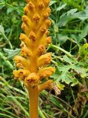 Orobanche laxissima