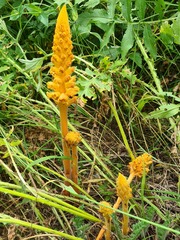 Orobanche laxissima