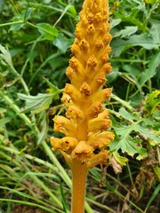 Orobanche laxissima