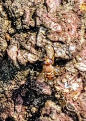 Bactrocera oleae