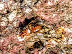 Bactrocera oleae