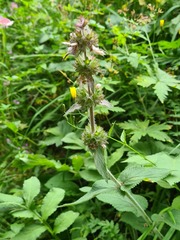 Stachys balansae